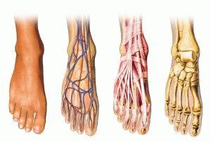 Анатомия стопы: мышцы, кровеносная система, нервы | VK